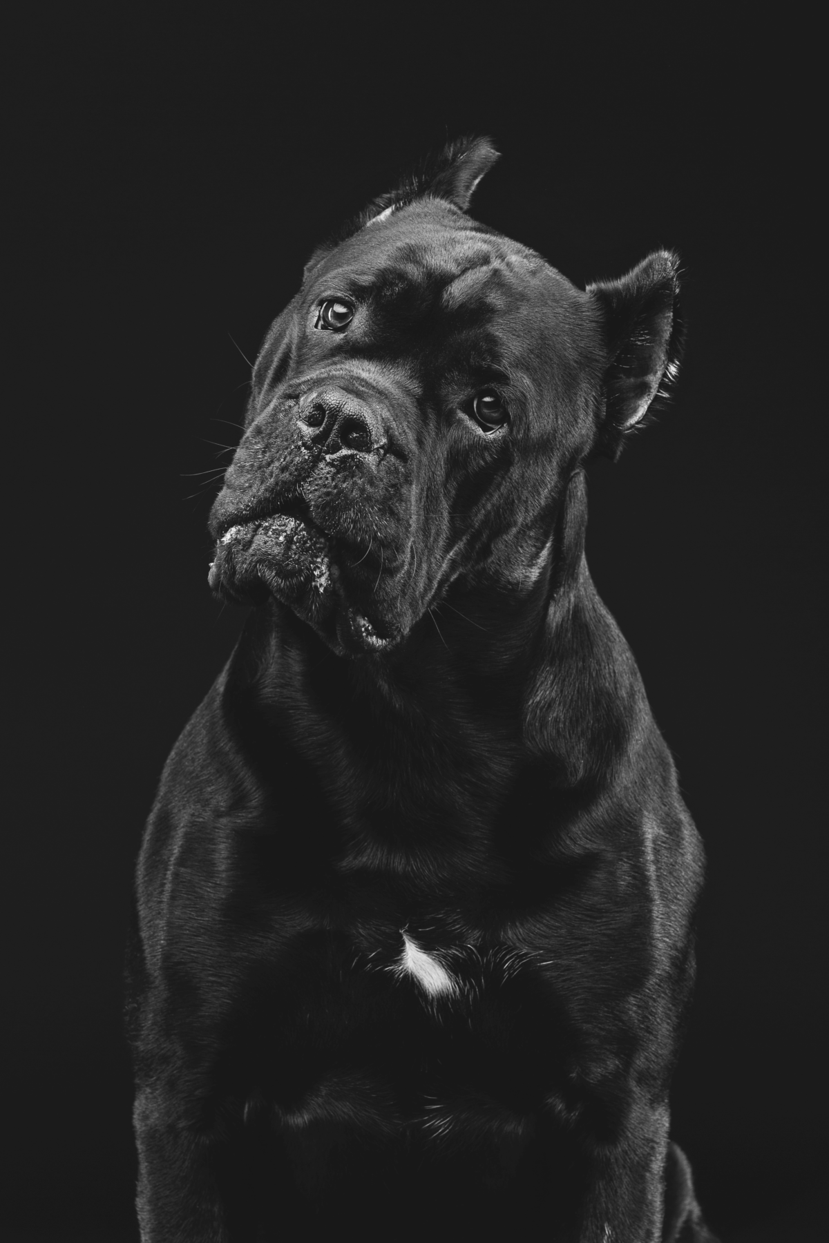 Cane Corso dog.